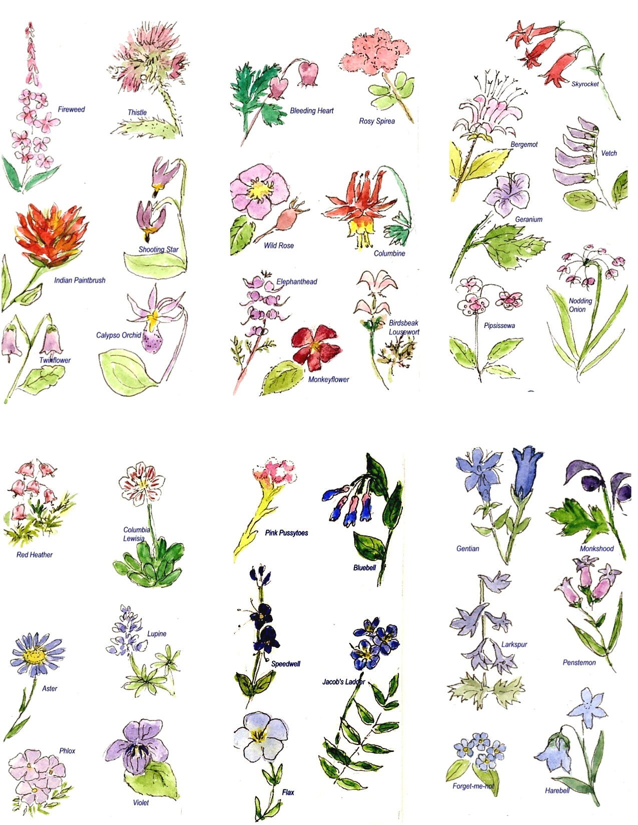 Flower Guide