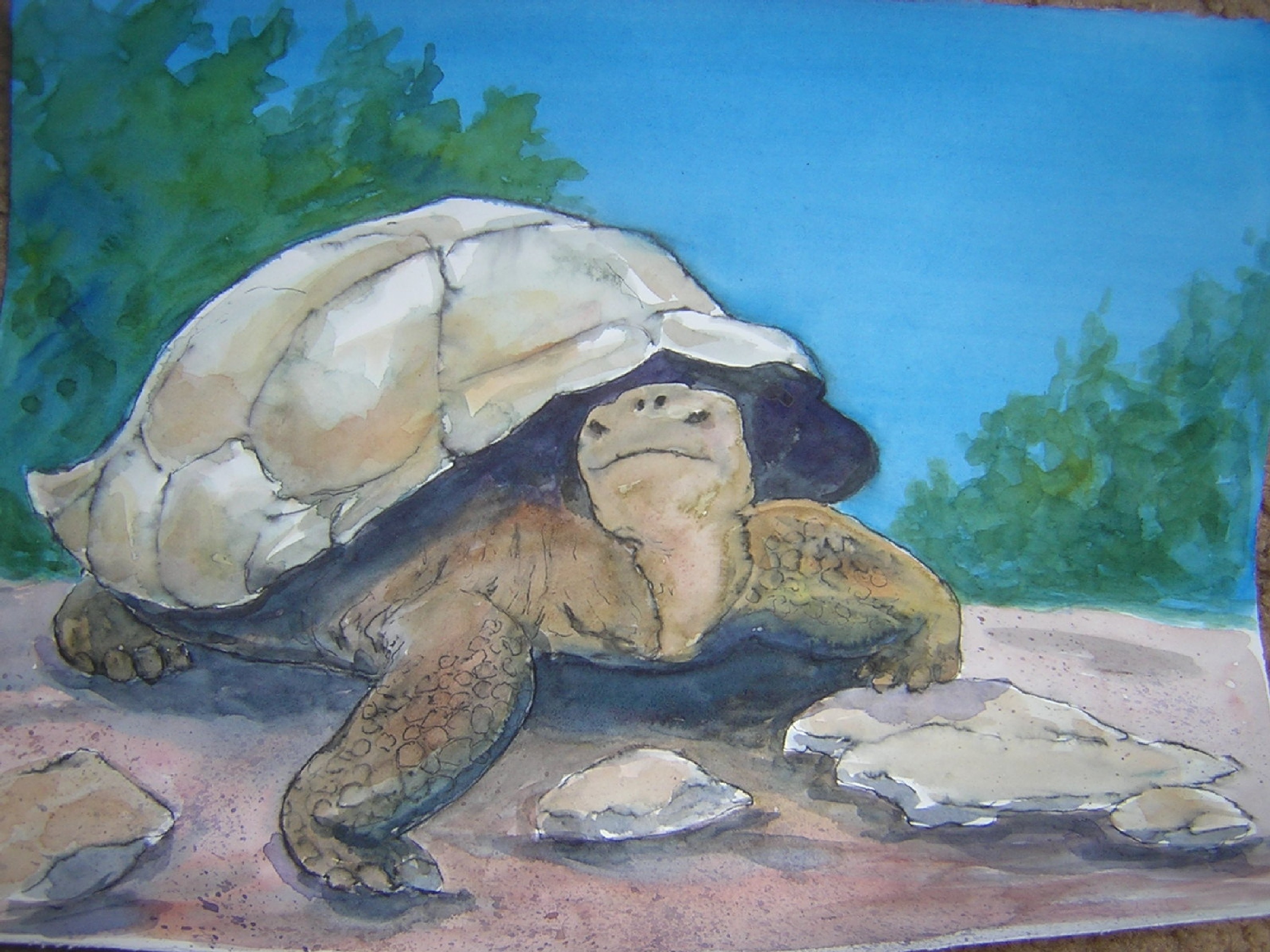 turtle.JPG (1096894 bytes)